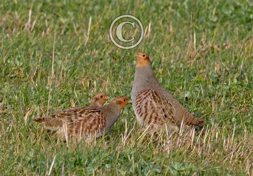 Grey Partridges